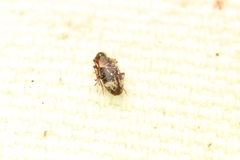 Ptinus fallax