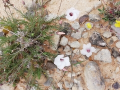 Linum appressum appressum