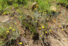 Helichrysum flanaganii