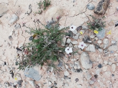 Linum appressum appressum