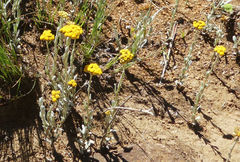 Helichrysum flanaganii