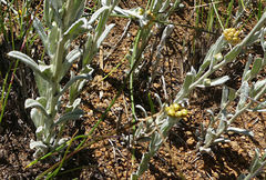Helichrysum flanaganii
