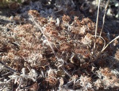 Chorizanthe howellii