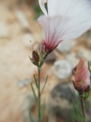 Linum appressum appressum