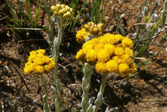 Helichrysum flanaganii