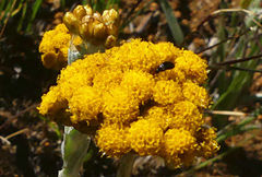 Helichrysum flanaganii