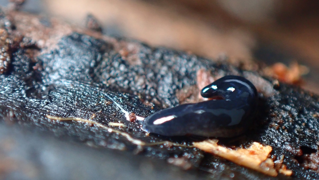 Donkere landplatworm, photo 1 of 10