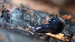 Microplana terrestris