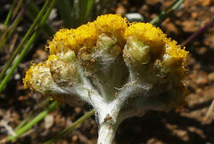 Helichrysum flanaganii