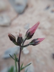 Linum appressum appressum