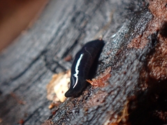 Microplana terrestris
