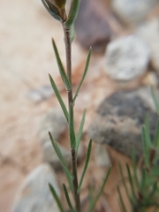 Linum appressum appressum