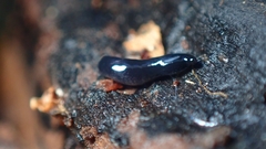 Microplana terrestris