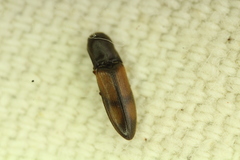 Idolus occidentalis