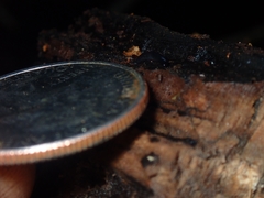 Microplana terrestris