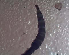 Dicranota