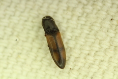 Idolus occidentalis