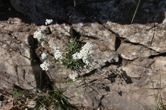 Schivereckia podolica