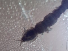 Dicranota