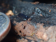 Microplana terrestris