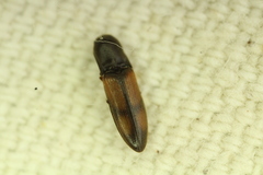 Idolus occidentalis