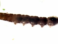 Dicranota