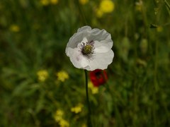 Papaver albiflorum