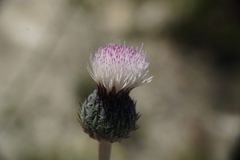 Tyrimnus leucographus