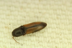Idolus occidentalis