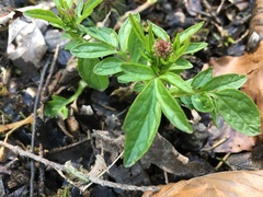 Valeriana dioica