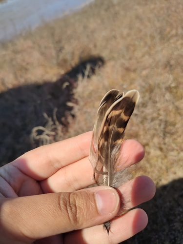 Plume de Combattant varié
