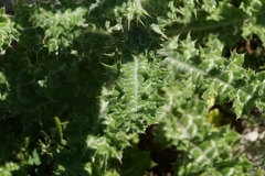 Tyrimnus leucographus