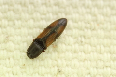 Idolus occidentalis