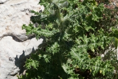 Tyrimnus leucographus