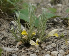 Cymbaria borysthenica