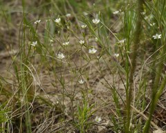 Sabulina tenuifolia