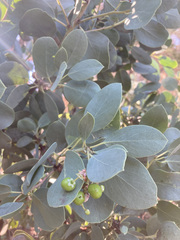 Arctostaphylos mewukka