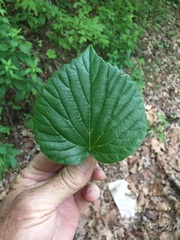 Viburnum bracteatum