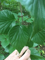 Viburnum bracteatum