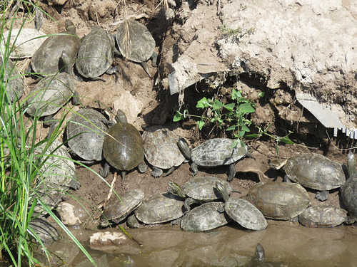Western Caspian Turtle, photo 8 of 8
