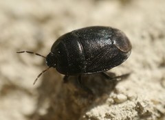 Sehirus luctuosus