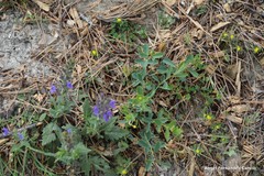 Coronilla scorpioides