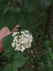 Viburnum bracteatum