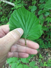 Viburnum bracteatum