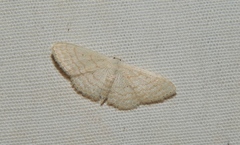 Scopula penultima