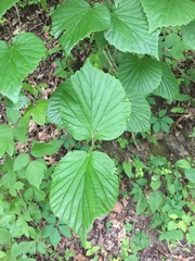 Viburnum bracteatum