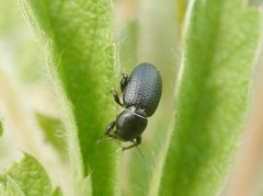 Psallidium