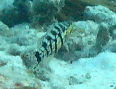 Serranus tigrinus