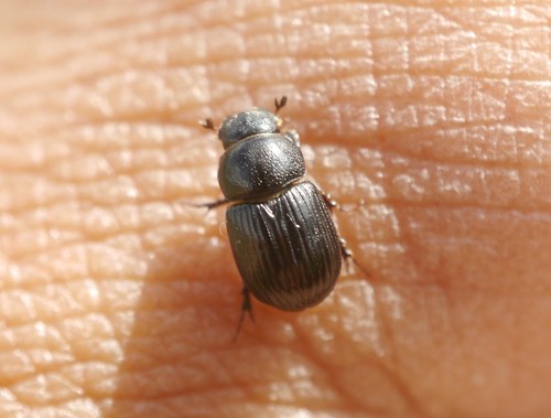 Loraspis frater