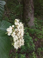Viburnum bracteatum